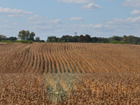 A soybean field at a farm in Markham, Ontario, Canada, on September 30, 2024. (