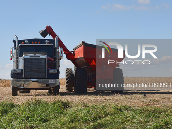 A farmer harvests soybeans in Markham, Ontario, Canada, on September 30, 2024. (