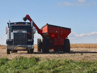 A farmer harvests soybeans in Markham, Ontario, Canada, on September 30, 2024. (