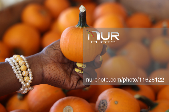 A woman selects a tiny ornamental pumpkin at a farm in Markham, Ontario, Canada, on September 30, 2024. 