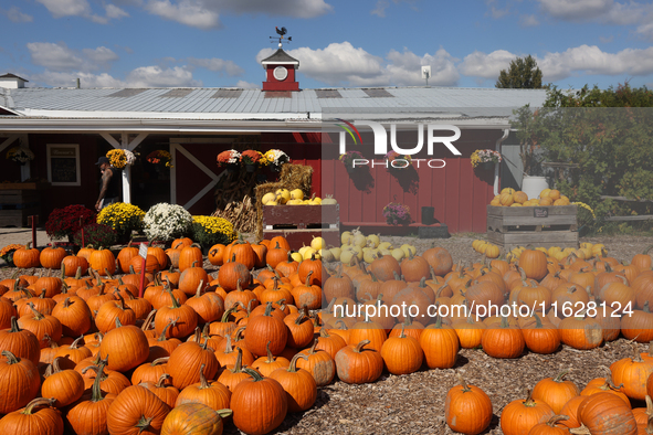 Pumpkins at a farm in Markham, Ontario, Canada, on September 30, 2024. 