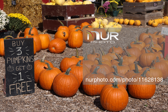 Pumpkins at a farm in Markham, Ontario, Canada, on September 30, 2024. 