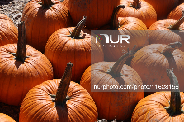 Pumpkins at a farm in Markham, Ontario, Canada, on September 30, 2024. 