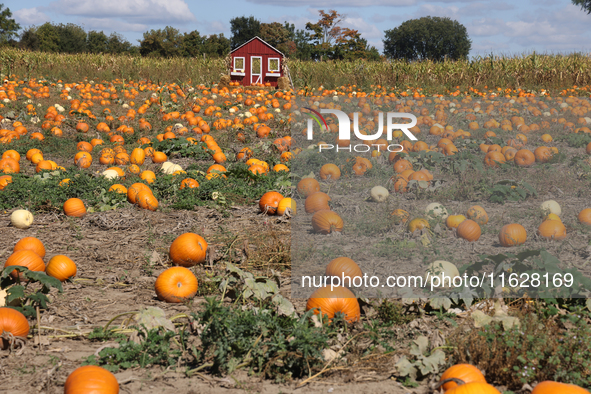 A pumpkin patch at a farm in Markham, Ontario, Canada, on September 30, 2024. 