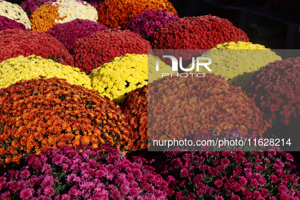 Colourful mum plants during the autumn season in Markham, Ontario, Canada, on September 30, 2024. 