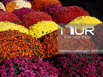 Colourful mum plants during the autumn season in Markham, Ontario, Canada, on September 30, 2024. (