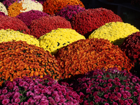 Colourful mum plants during the autumn season in Markham, Ontario, Canada, on September 30, 2024. (