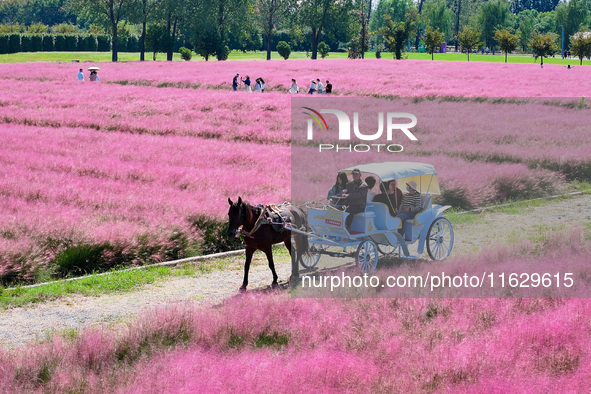 Tourists play in Pink Muhlygrass in Nanjing, China, on October 2, 2024. 