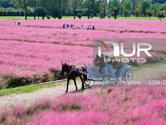 Tourists play in Pink Muhlygrass in Nanjing, China, on October 2, 2024. (