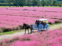 Tourists play in Pink Muhlygrass in Nanjing, China, on October 2, 2024. (