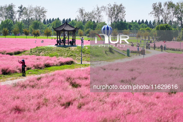 Tourists play in Pink Muhlygrass in Nanjing, China, on October 2, 2024. 