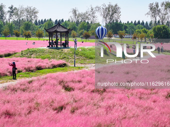 Tourists play in Pink Muhlygrass in Nanjing, China, on October 2, 2024. (