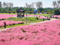 Tourists play in Pink Muhlygrass in Nanjing, China, on October 2, 2024. (