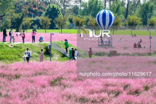 Tourists play in Pink Muhlygrass in Nanjing, China, on October 2, 2024. 