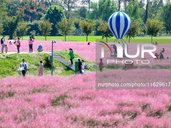 Tourists play in Pink Muhlygrass in Nanjing, China, on October 2, 2024. (