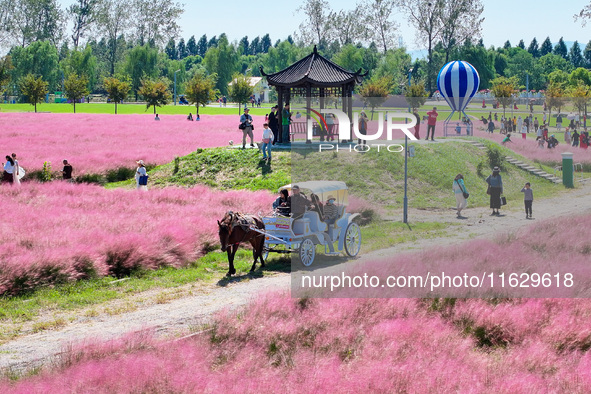 Tourists play in Pink Muhlygrass in Nanjing, China, on October 2, 2024. 