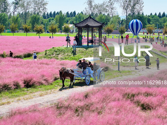 Tourists play in Pink Muhlygrass in Nanjing, China, on October 2, 2024. (