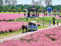 Tourists play in Pink Muhlygrass in Nanjing, China, on October 2, 2024. (