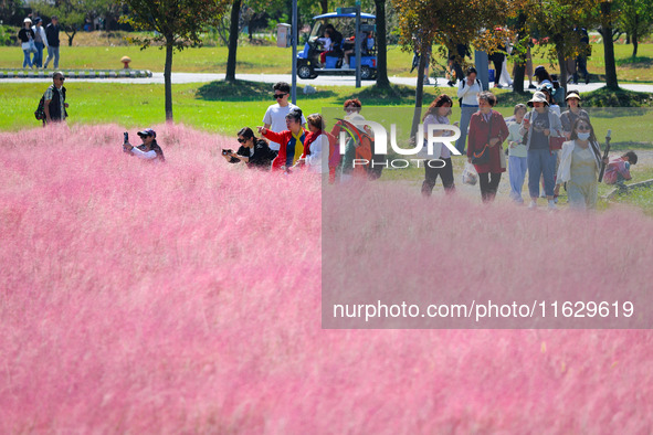 Tourists play in Pink Muhlygrass in Nanjing, China, on October 2, 2024. 