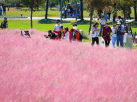 Tourists play in Pink Muhlygrass in Nanjing, China, on October 2, 2024. (