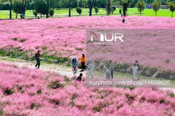 Tourists play in Pink Muhlygrass in Nanjing, China, on October 2, 2024. 