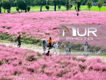 Tourists play in Pink Muhlygrass in Nanjing, China, on October 2, 2024. (