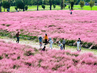 Tourists play in Pink Muhlygrass in Nanjing, China, on October 2, 2024. (