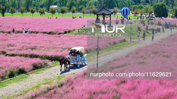 Tourists play in Pink Muhlygrass in Nanjing, China, on October 2, 2024. 