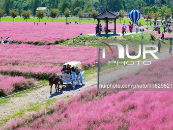 Tourists play in Pink Muhlygrass in Nanjing, China, on October 2, 2024. (