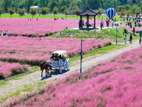 Tourists play in Pink Muhlygrass in Nanjing, China, on October 2, 2024. (