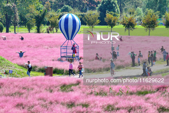 Tourists play in Pink Muhlygrass in Nanjing, China, on October 2, 2024. 