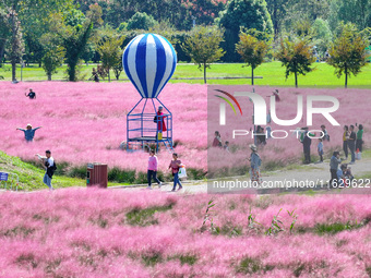 Tourists play in Pink Muhlygrass in Nanjing, China, on October 2, 2024. (