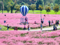 Tourists play in Pink Muhlygrass in Nanjing, China, on October 2, 2024. (