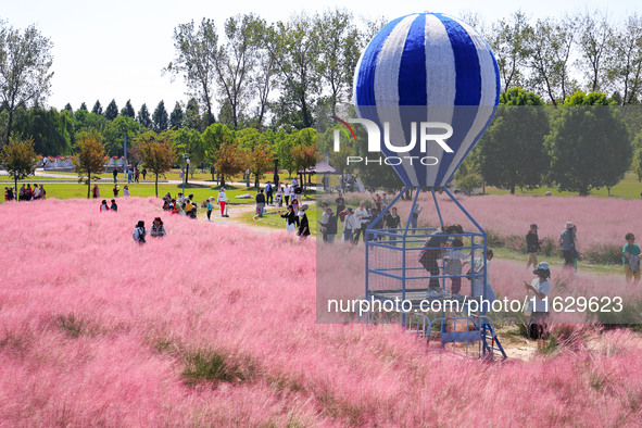 Tourists play in Pink Muhlygrass in Nanjing, China, on October 2, 2024. 