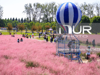 Tourists play in Pink Muhlygrass in Nanjing, China, on October 2, 2024. (