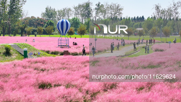 Tourists play in Pink Muhlygrass in Nanjing, China, on October 2, 2024. 