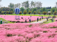 Tourists play in Pink Muhlygrass in Nanjing, China, on October 2, 2024. (