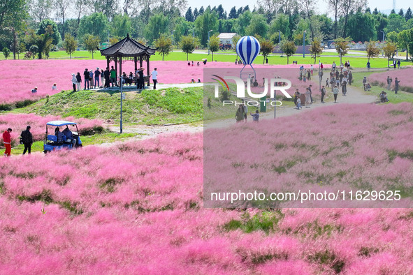 Tourists play in Pink Muhlygrass in Nanjing, China, on October 2, 2024. 