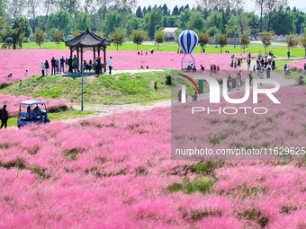 Tourists play in Pink Muhlygrass in Nanjing, China, on October 2, 2024. (