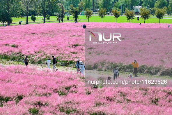 Tourists play in Pink Muhlygrass in Nanjing, China, on October 2, 2024. 