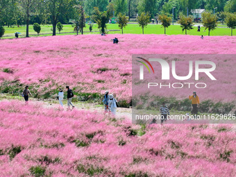 Tourists play in Pink Muhlygrass in Nanjing, China, on October 2, 2024. (