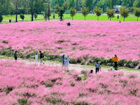 Tourists play in Pink Muhlygrass in Nanjing, China, on October 2, 2024. (