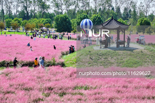 Tourists play in Pink Muhlygrass in Nanjing, China, on October 2, 2024. 