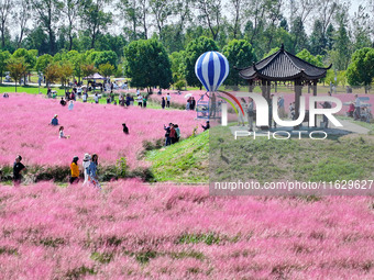 Tourists play in Pink Muhlygrass in Nanjing, China, on October 2, 2024. (