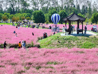 Tourists play in Pink Muhlygrass in Nanjing, China, on October 2, 2024. (