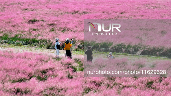 Tourists play in Pink Muhlygrass in Nanjing, China, on October 2, 2024. 