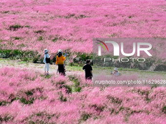 Tourists play in Pink Muhlygrass in Nanjing, China, on October 2, 2024. (