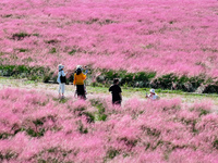 Tourists play in Pink Muhlygrass in Nanjing, China, on October 2, 2024. (