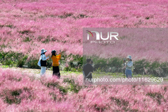 Tourists play in Pink Muhlygrass in Nanjing, China, on October 2, 2024. 