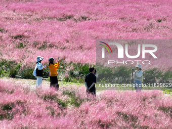 Tourists play in Pink Muhlygrass in Nanjing, China, on October 2, 2024. (